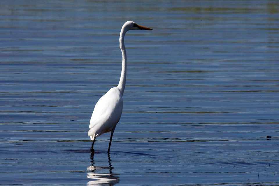 Eastern Great Egret (Ardea modesta)